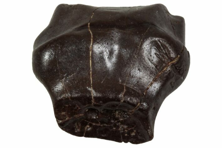 Fossil Nodosaurid (Denversaurus) Tooth - Montana #350544